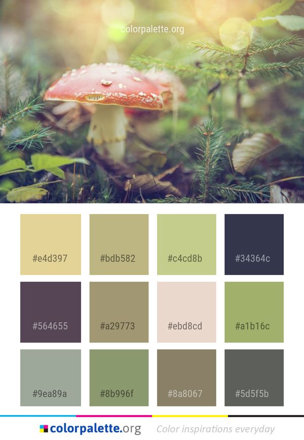 Fungus Mushroom Edible Color Palette