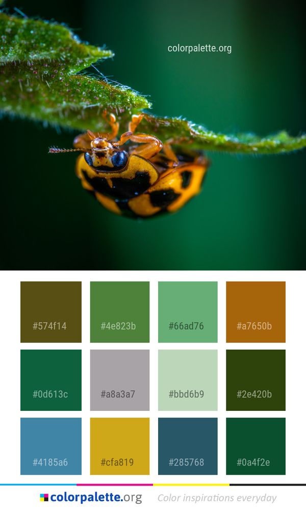 Insect Macro Photography Close Up Color Palette