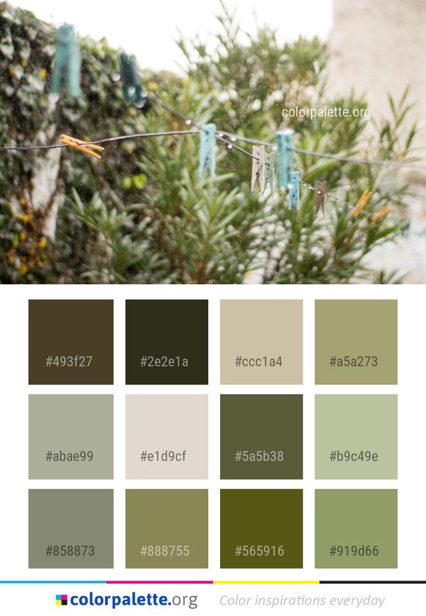 Plant Flora Grass Family Color Palette