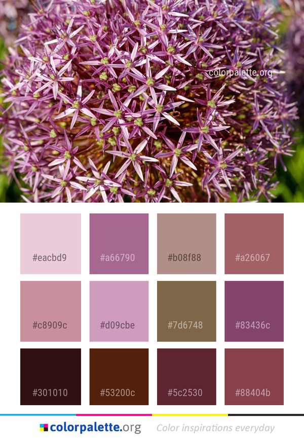 Plant Flowering Purple Color Palette