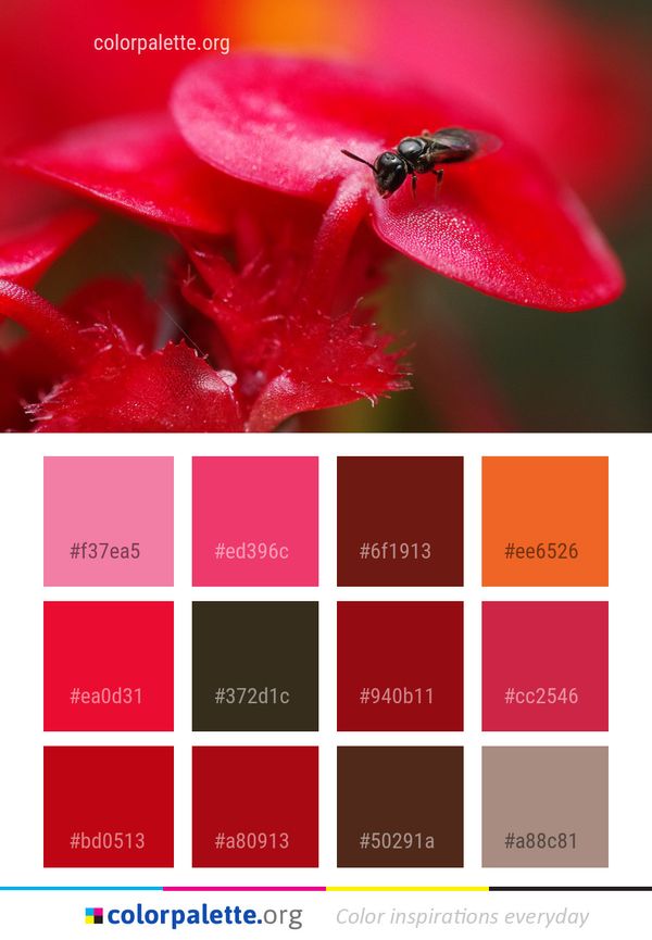 Red Insect Macro Photography Color Palette