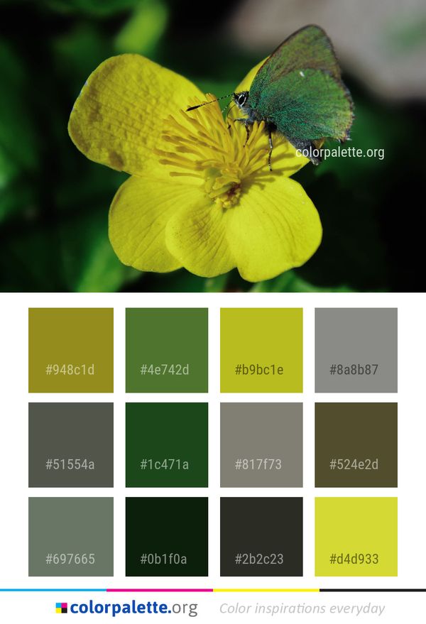 Butterfly Insect Moths And Butterflies Color Palette