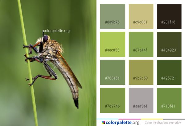 Insect Dragonfly Fly Color Palette