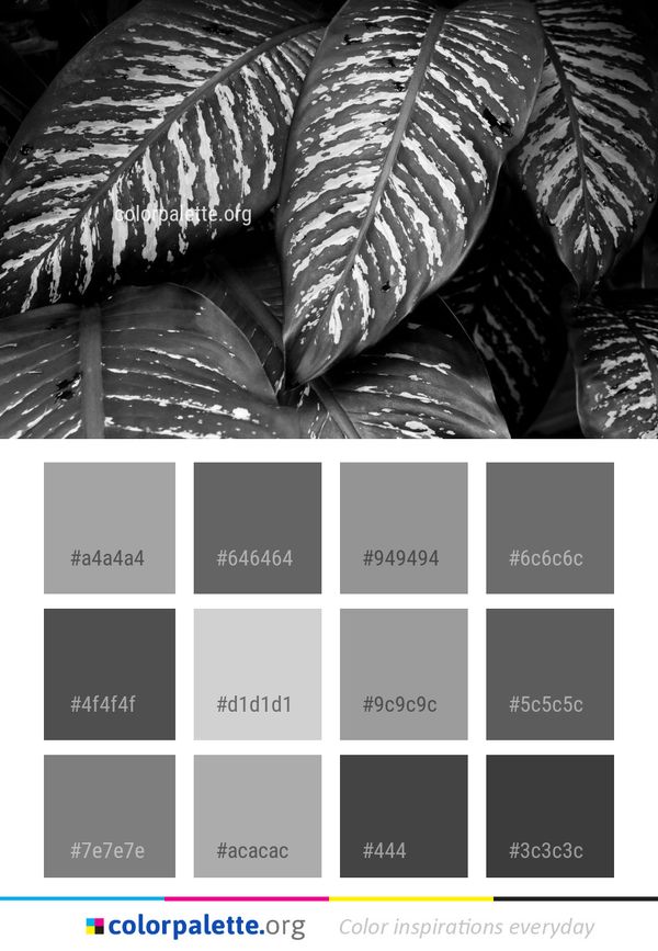 Black And White Monochrome Photography Color Palette