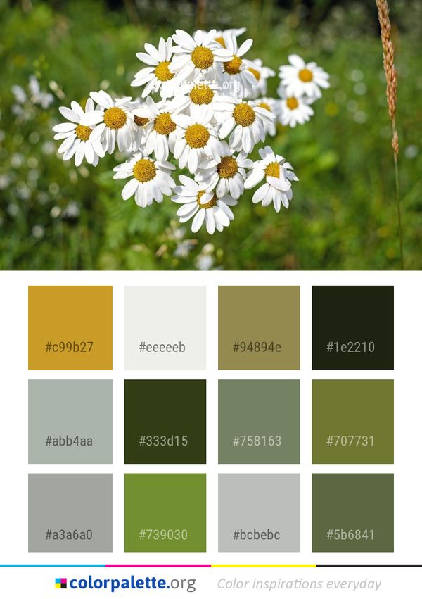 Flower Chamaemelum Nobile Oxeye Daisy Color Palette