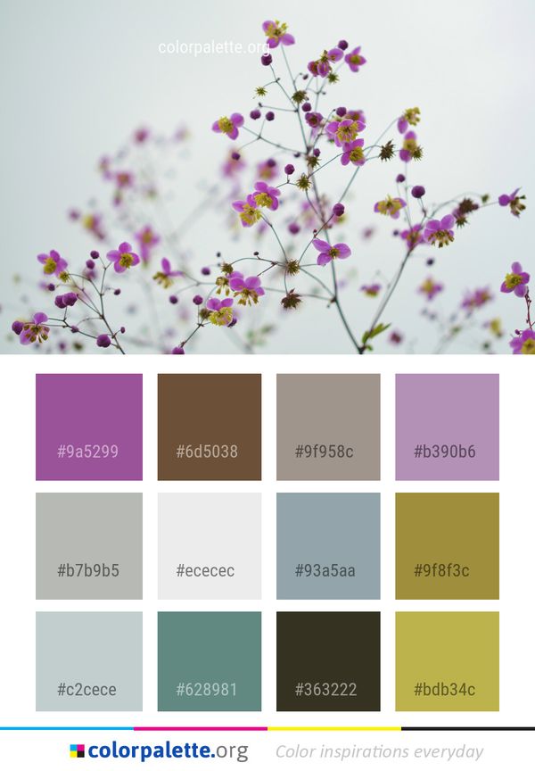 Flower Flora Purple Color Palette