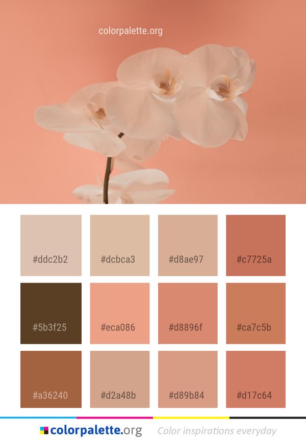 Flower White Pink Color Palette