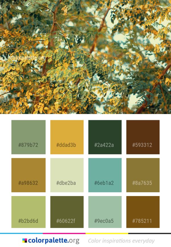 Leaf Branch Tree Color Palette