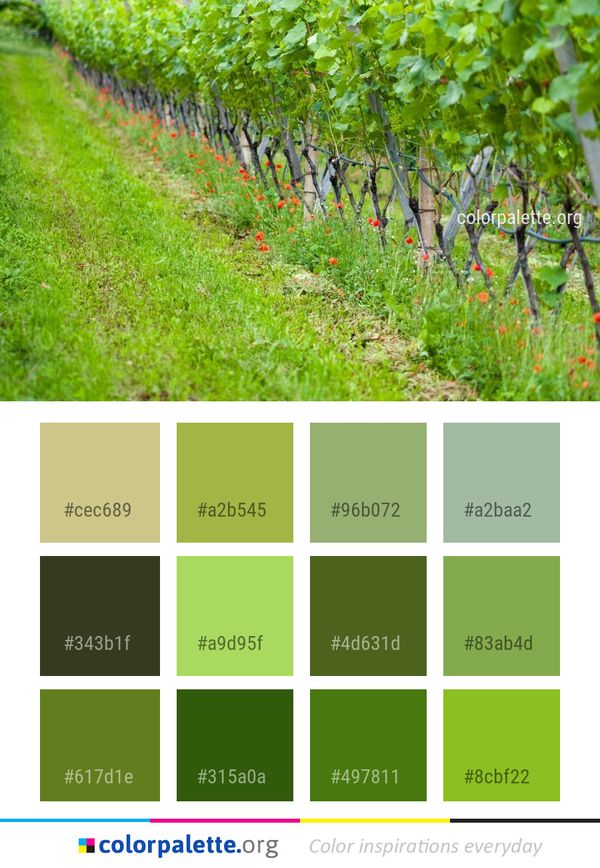 Agriculture Vineyard Field Color Palette