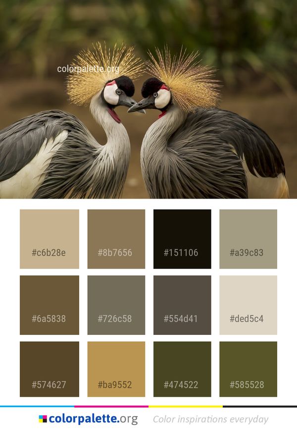 Beak Bird Fauna Color Palette