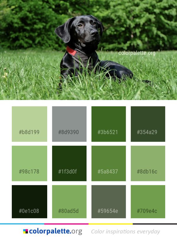 Dog Breed Mammal Color Palette
