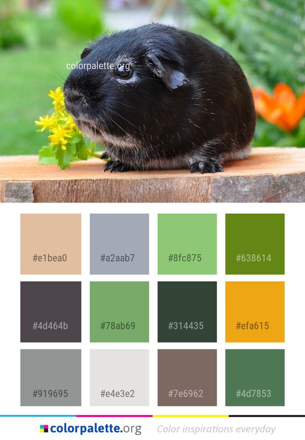 Fauna Mammal Guinea Pig Color Palette
