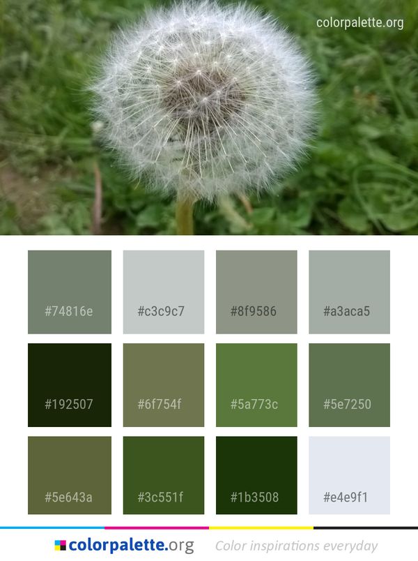 Flower Dandelion Plant Color Palette