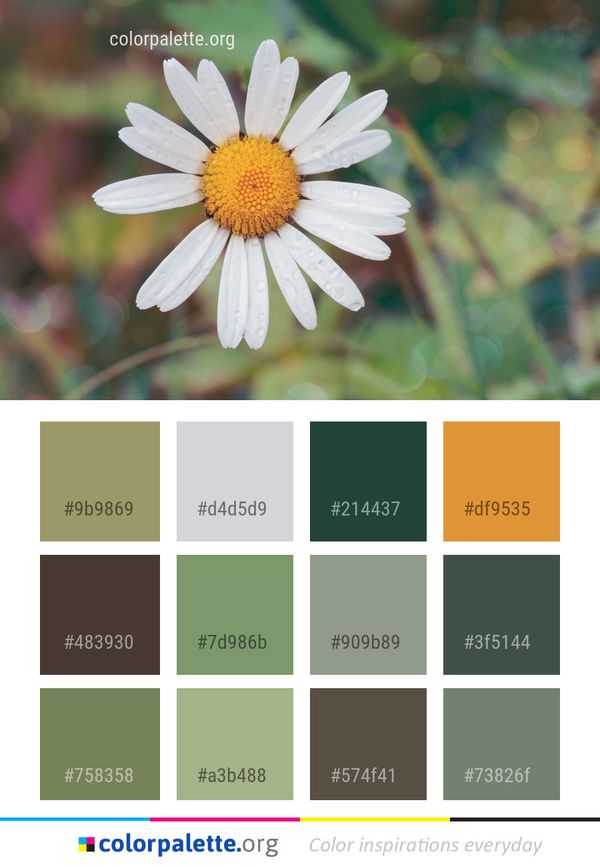 Flower Oxeye Daisy Flora Color Palette