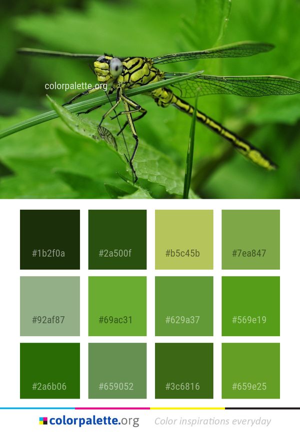 Insect Dragonfly Dragonflies And Damseflies Color Palette