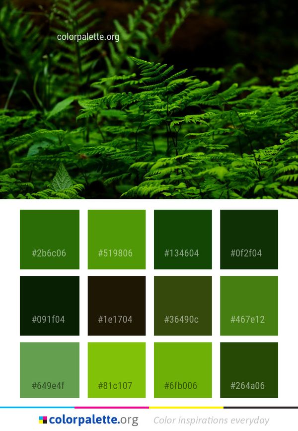 Vegetation Green Ferns And Horsetails Color Palette