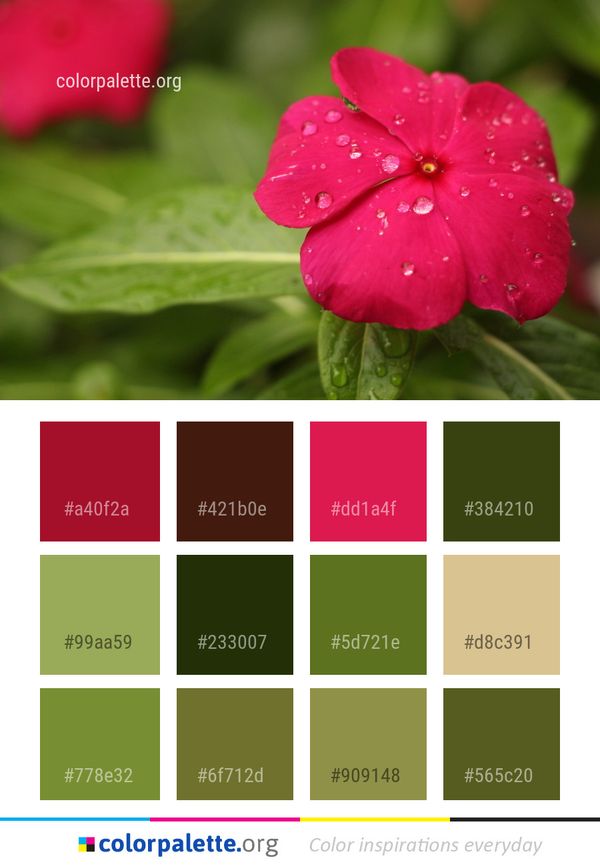 Flower Flora Pink Color Palette