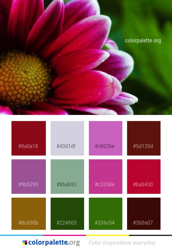 Flower Pink Flora Color Palette