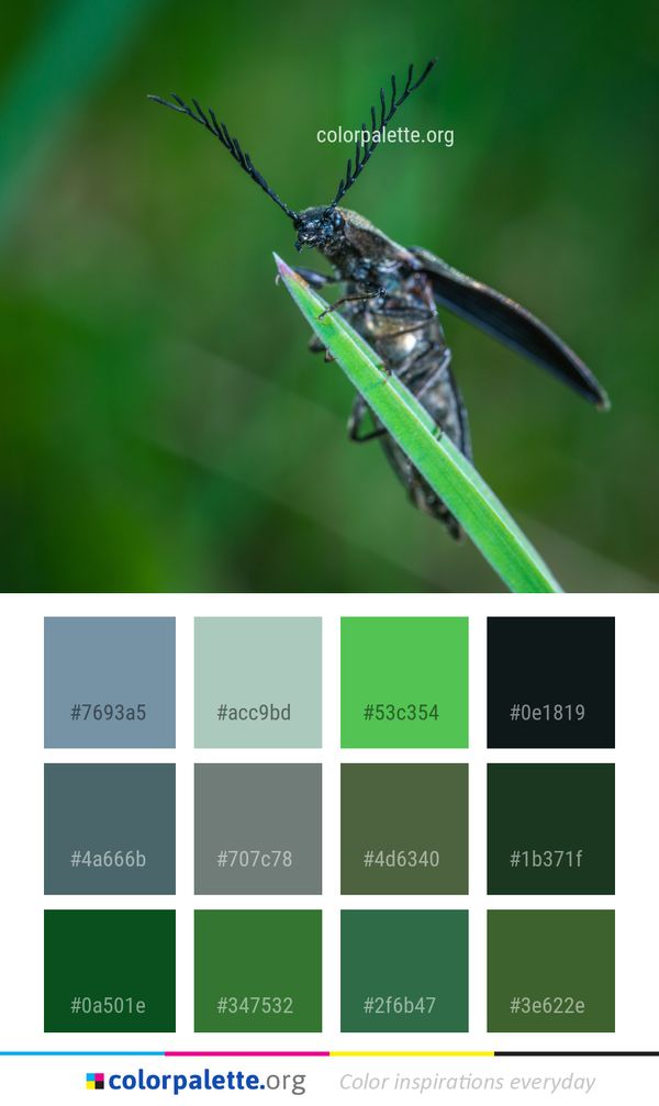 Insect Invertebrate Macro Photography Color Palette