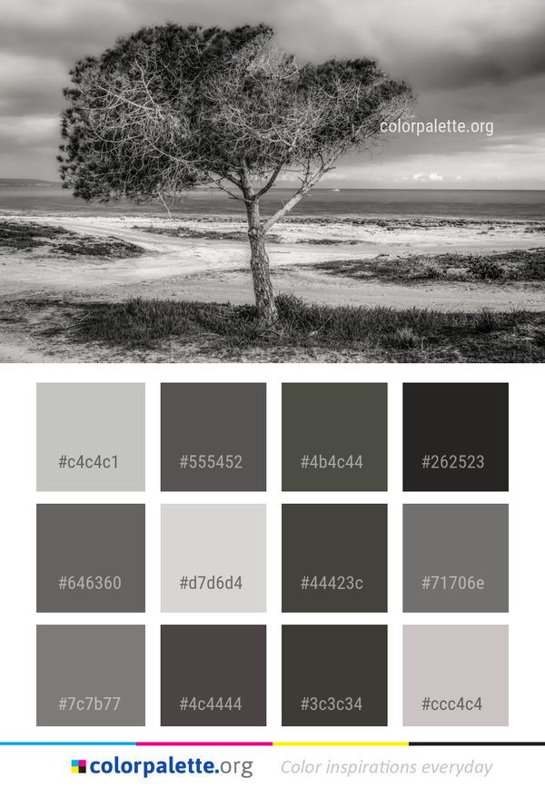 Black And White Tree Monochrome Photography Color Palette