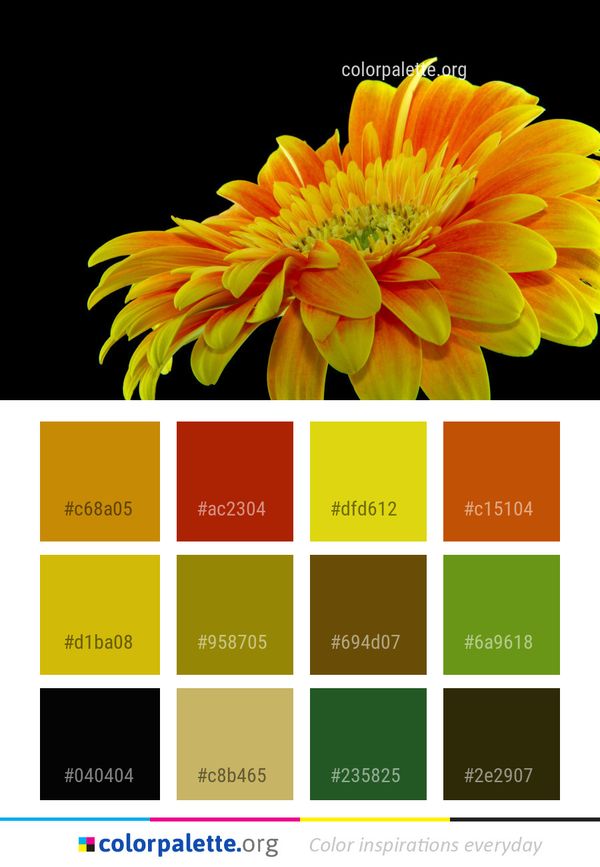 Flower Yellow Petal Color Palette