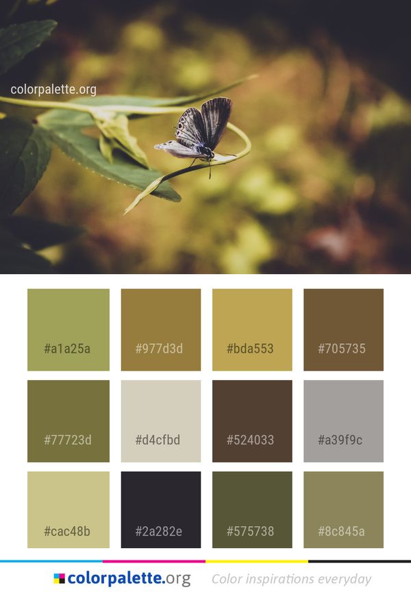 Insect Butterfly Moths And Butterflies Color Palette