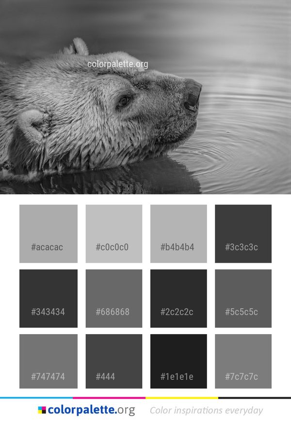 Black And White Fauna Mammal Color Palette