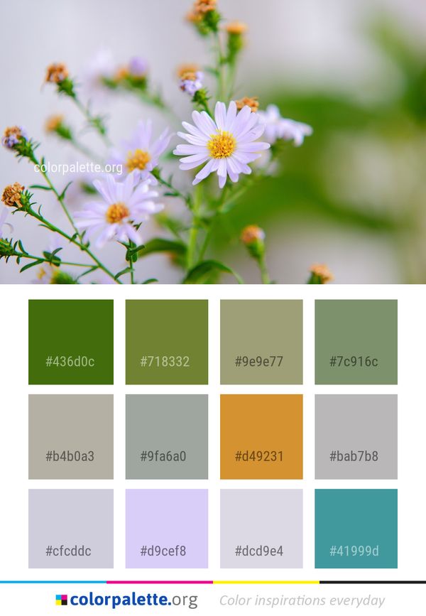 Flower Daisy Flora Color Palette