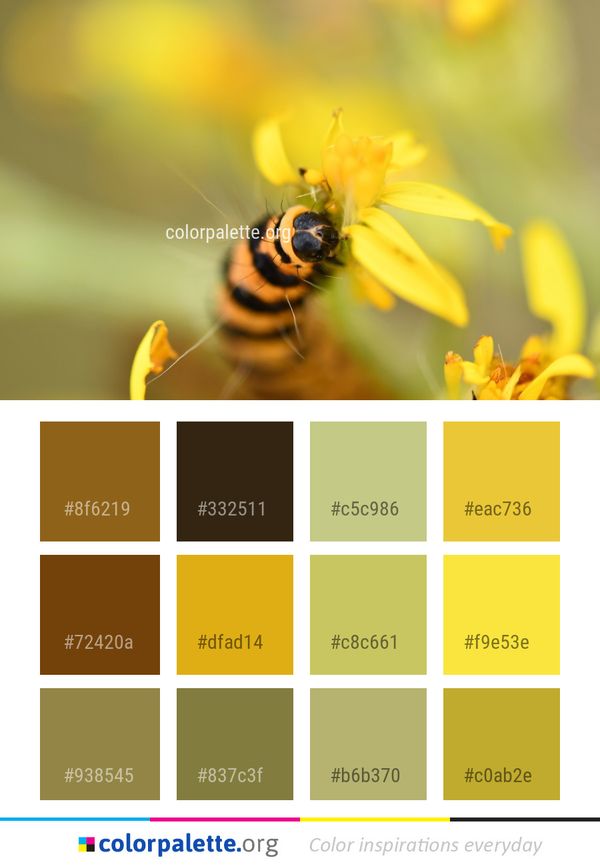 Honey Bee Insect Color Palette