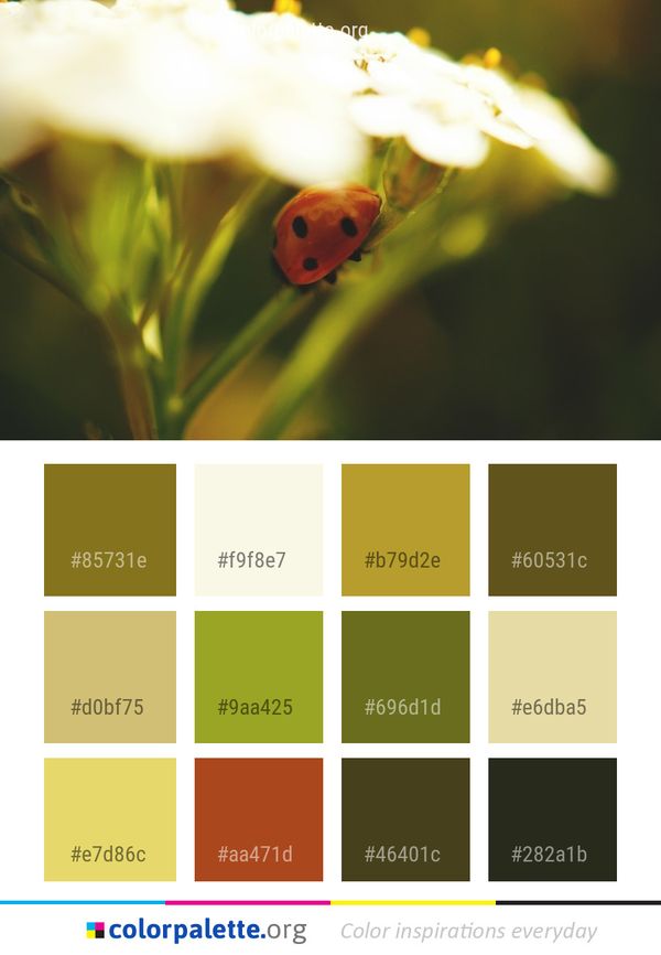 Ladybird Insect Macro Photography Color Palette
