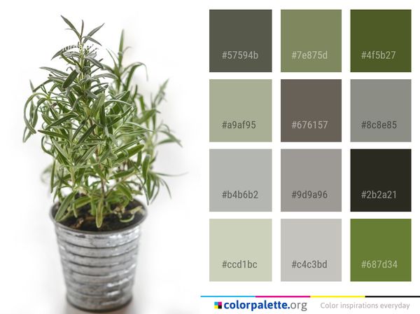 Plant Flowerpot Herb Color Palette