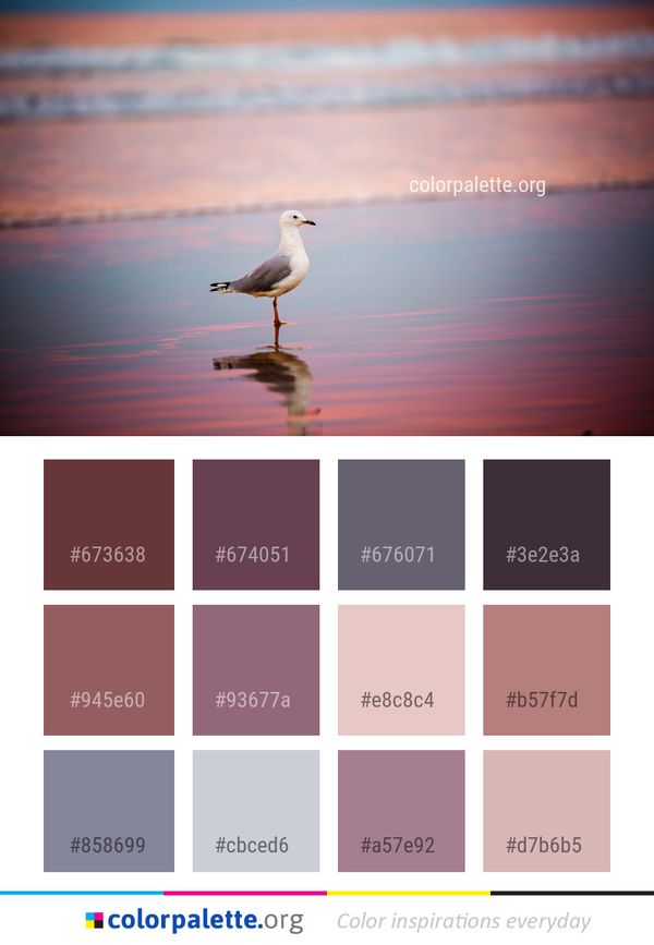Bird Water Sky Color Palette