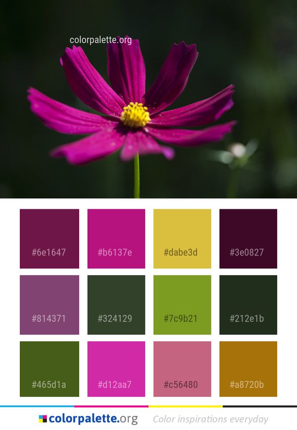 Flower Flora Garden Cosmos Color Palette