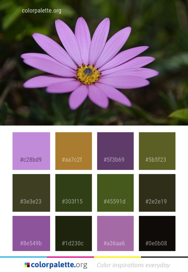 Flower Flora Plant Color Palette