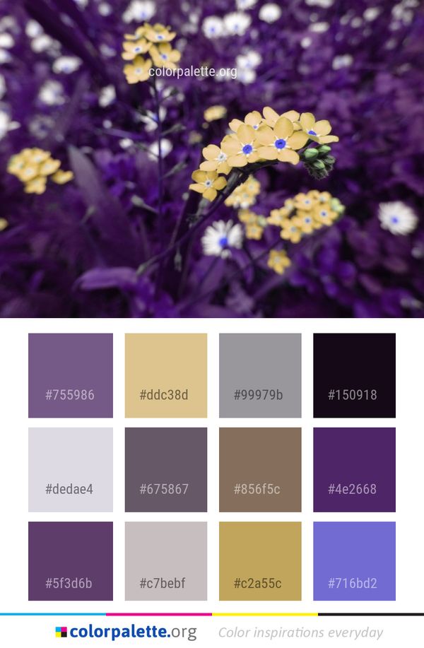 Flower Purple Flora Color Palette