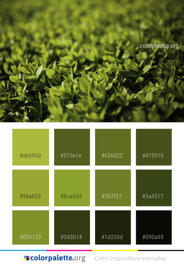 Green Grass Vegetation Color Palette