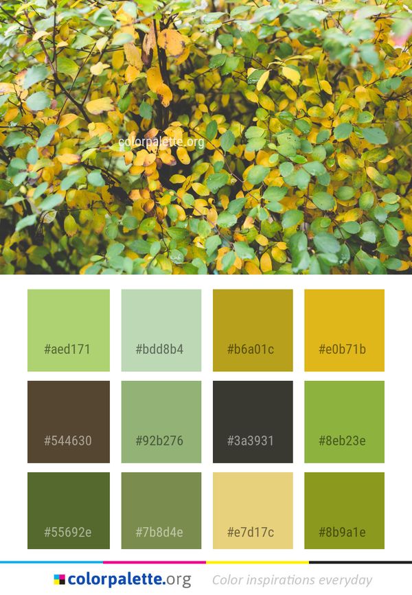Leaf Vegetation Plant Color Palette