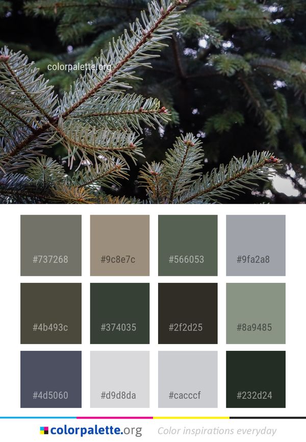 Spruce Tree Pine Family Color Palette