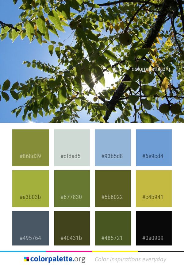 Tree Leaf Branch Color Palette