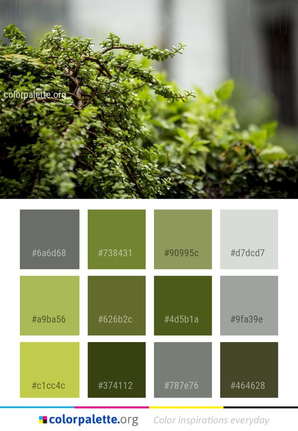 Vegetation Leaf Tree Color Palette