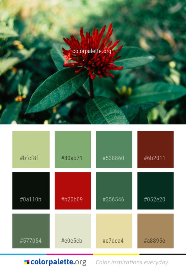Flower Plant Flora Color Palette