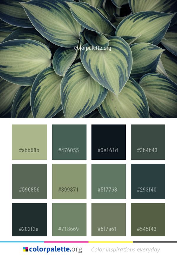 Leaf Flora Plant Color Palette