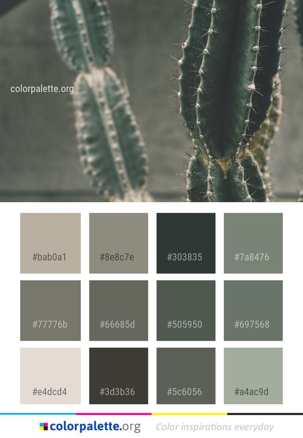 Plant Acanthocereus Tetragonus Cactus Color Palette