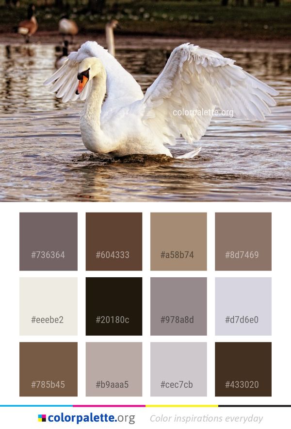 Swan Bird Water Color Palette