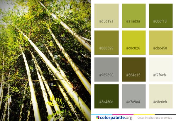 Vegetation Grass Family Bamboo Color Palette