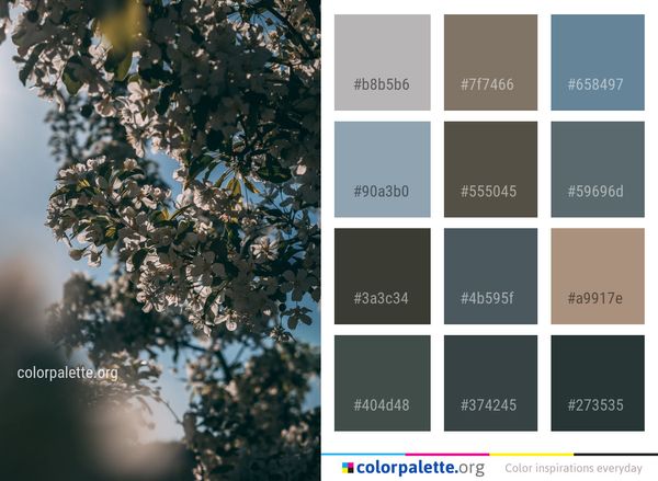 Branch Tree Sky Color Palette