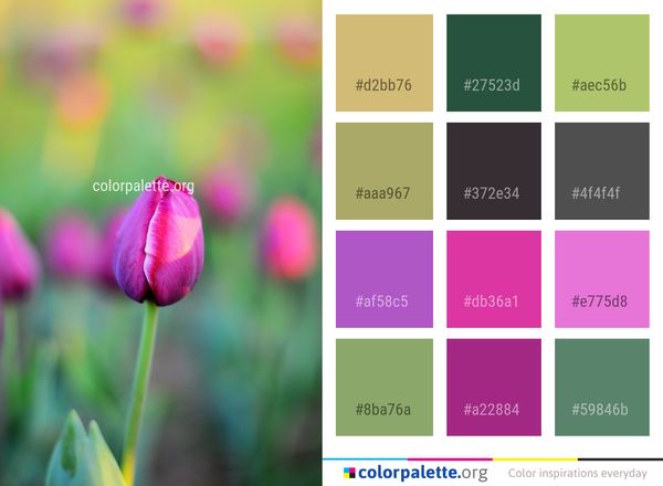Flower Tulip Bud Color Palette