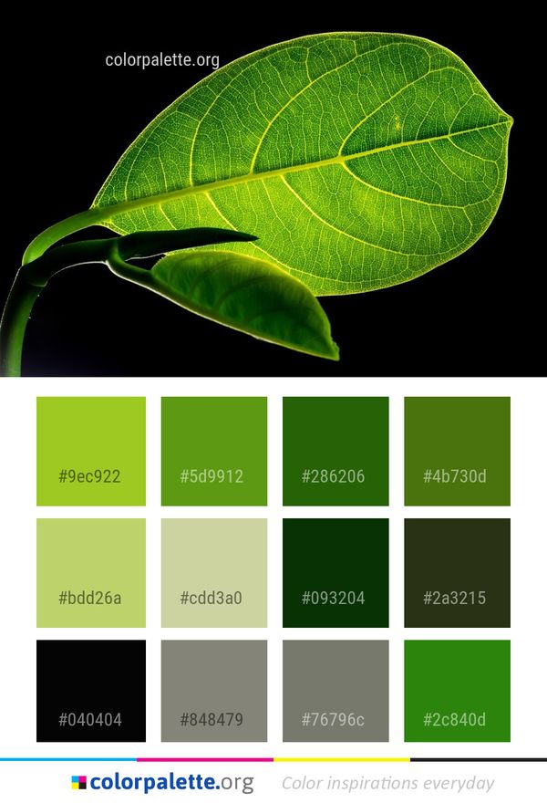 Leaf Plant Green Color Palette