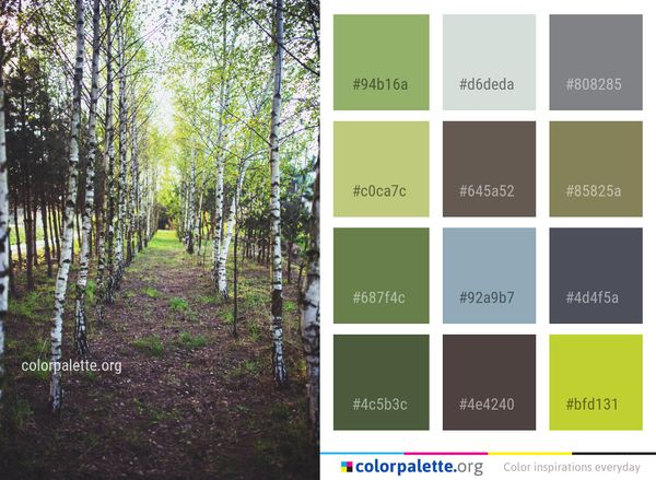 Tree Woody Plant Woodland Color Palette