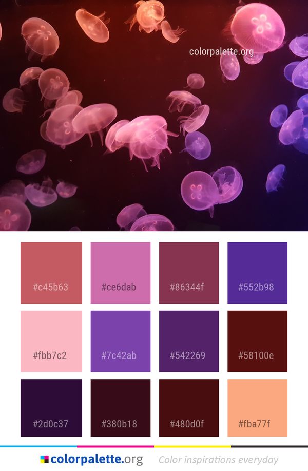 Jellyfish Cnidaria Pink Color Palette